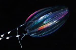 Ctenophores: characteristics and examples