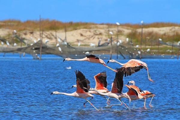 Migratory birds: what they are, characteristics and examples - Why do migratory birds migrate