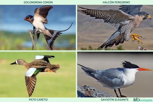 Migratory birds: what they are, characteristics and examples - Examples of migratory birds