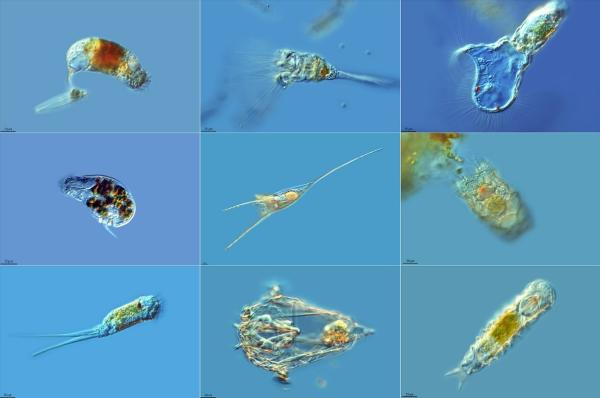 Zooplankton: what it is and examples - Examples of zooplankton
