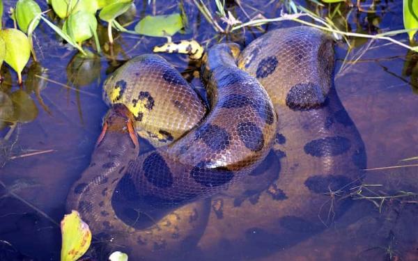 Terrestrial and Aquatic Animals - Some examples of aquatic animals
