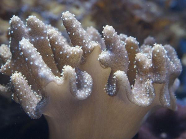 Coral - Distribution and habitat