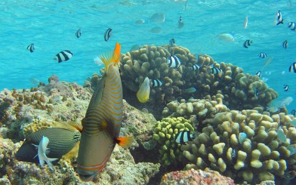 Coral - Food