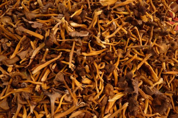 Yellow trumpet or Cantharellus lutescens - Is yellow trumpet edible?