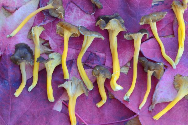 Yellow trumpet or Cantharellus lutescens - When can you collect yellow trumpets?