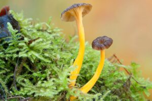 Yellow trumpet or Cantharellus lutescens