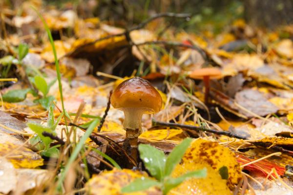 Black llanega or Hygrophorus latitabundus - What is the habitat of the black llanega?