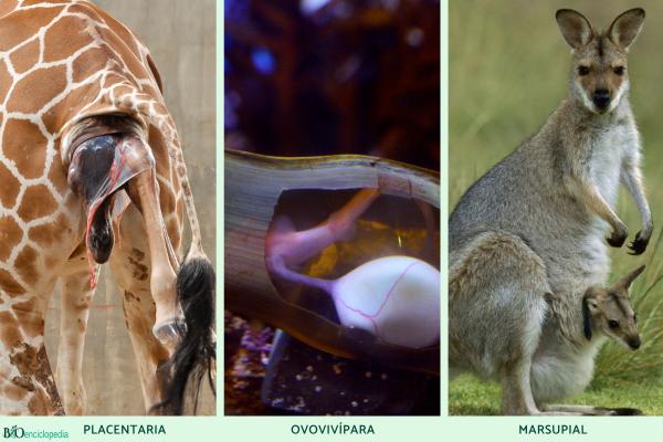 Viviparous animals: what they are, characteristics and examples - What are the types of reproduction of viviparous animals?
