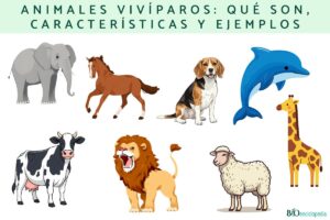 Viviparous animals: what they are, characteristics and examples