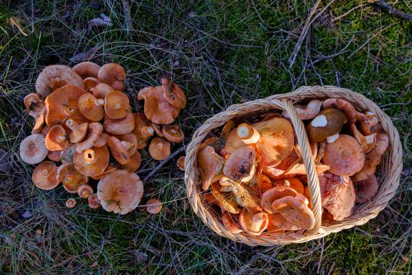 Chanterelle or Lactarius deliciosus - When can chanterelles be harvested?