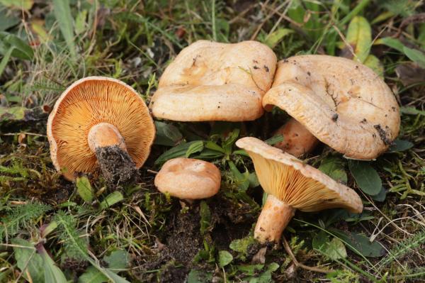 Chanterelle or Lactarius deliciosus - What are the characteristics of the chanterelle?