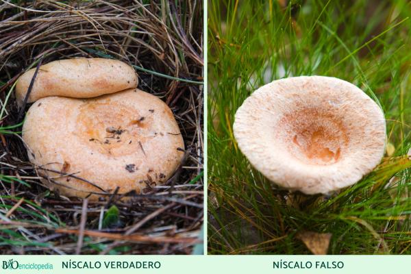 Chanterelle or Lactarius deliciosus - Is chanterelle edible?