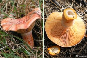Chanterelle or Lactarius deliciosus