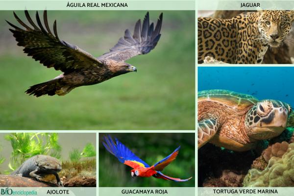 Flora and fauna of Mexico - What species make up the fauna of Mexico?