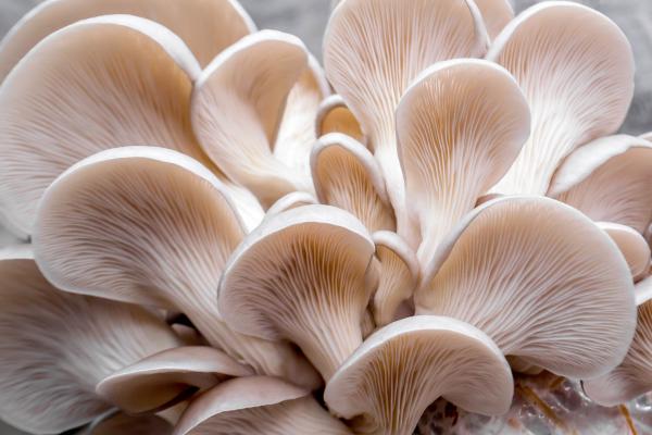 Parts of mushrooms: what they are and their functions - Hymenio