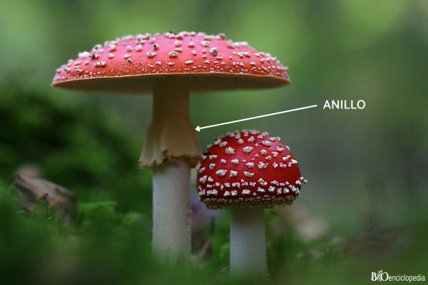 Parts of mushrooms: what they are and their functions - Ring