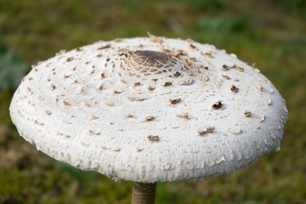 Parts of mushrooms: what they are and their functions - Sombrero