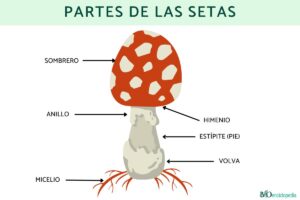 Parts of mushrooms: what they are and their functions