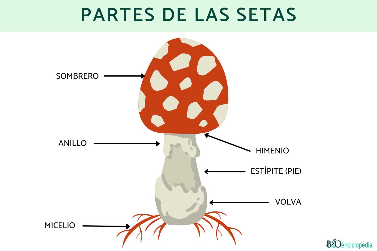 Parts of mushrooms: what they are and their functions