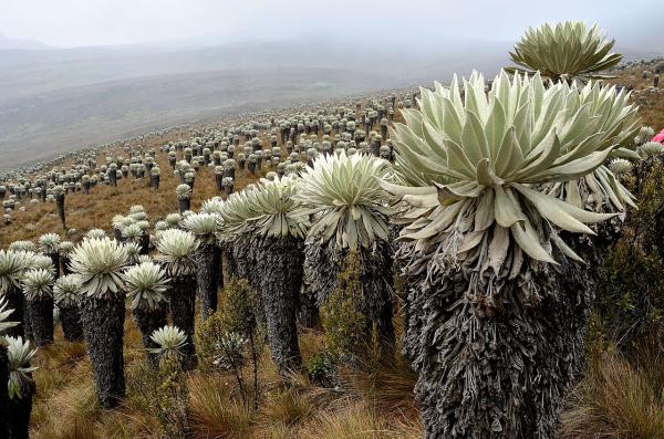 Páramo: what it is, characteristics, flora, fauna and threats - Why are paramos important?
