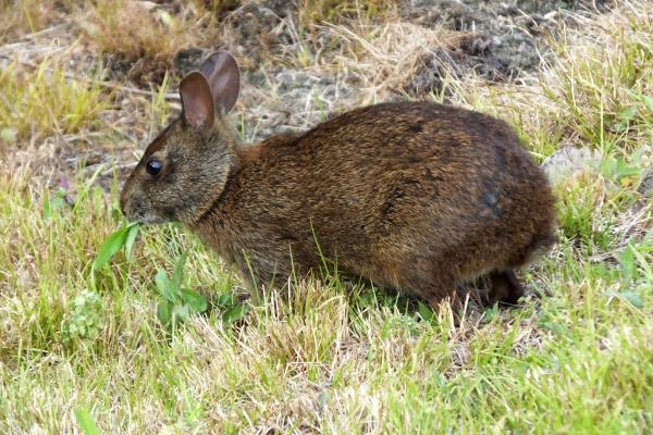 Páramo: what it is, characteristics, flora, fauna and threats - What fauna lives in the paramos?