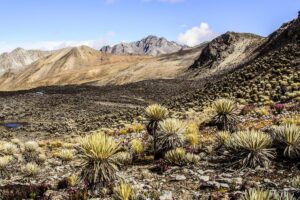Páramo: what it is, characteristics, flora, fauna and threats