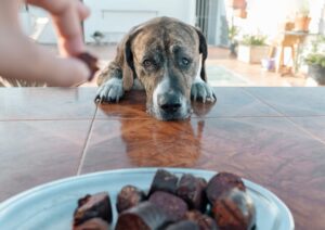 Aliments, plantes et poisons : qu’est-ce qui risque vraiment de tuer votre chien ?