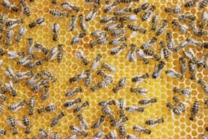 Alors, les abeilles connaissent-elles les mathématiques ou non ?