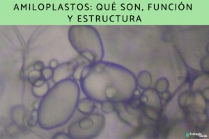 Amyloplastes : qu’est-ce qu’ils sont, fonction et structure