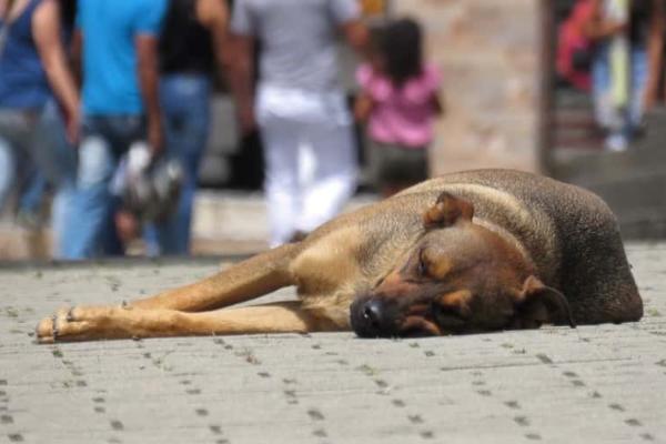 Animal abuse: causes, types and how to avoid it - What are the causes of animal abuse?