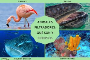 Animaux filtrés : qu’est-ce que c’est et exemples