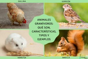 Animaux granivores: qu’est-ce que c’est, caractéristiques, types et exemples