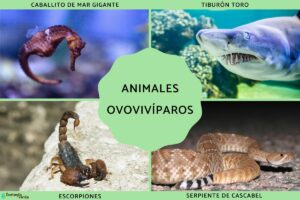 Animaux ovovivipares: qu’est-ce que c’est, caractéristiques et exemples