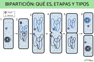 Bipartition: qu’est-ce que c’est, étapes et types