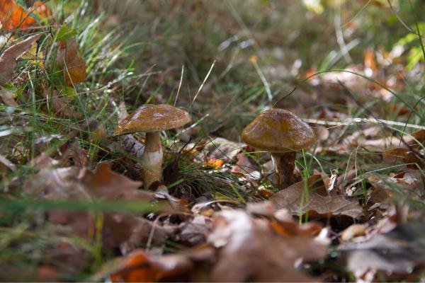 Black llanega or Hygrophorus latitabundus - What are the characteristics of the black llanega?