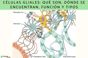 Cellules gliales : qu’est-ce qu’elles sont, où elles se trouvent, fonction et types