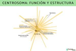 Centrosome : fonction et structure