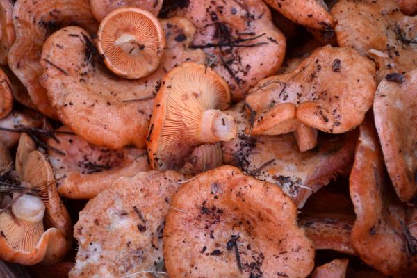 Chanterelle or Lactarius deliciosus - What is the chanterelle and how is it classified?