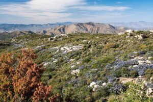 Chaparral: caractéristiques, climat, flore et faune