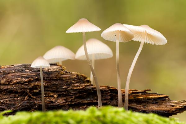 Le chimiotropisme : qu'est-ce que c'est, types, exemples et importance - Qu'est-ce que le chimiotropisme ?