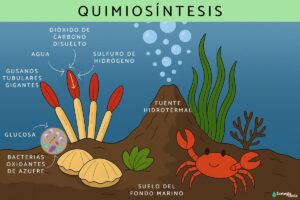 Chimiosynthèse: qu’est-ce que c’est, phases, organismes et différence avec la photosynthèse