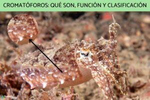 Chromatophores : qu’est-ce qu’ils sont, fonction et classification