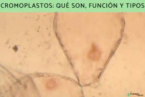 Chromoplastes : qu’est-ce que c’est, fonction et types