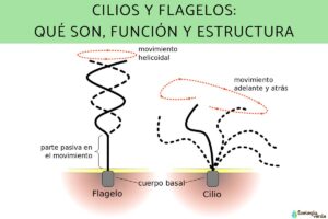 Cils et flagelles : qu’est-ce qu’ils sont, fonction et structure