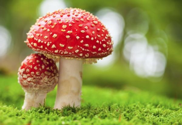 Classification des êtres vivants - Qu'est-ce que la classification des êtres vivants : taxonomie