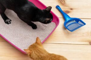 Comment fabriquer une litière bio pour chat
