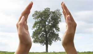 Comment prendre soin des forêts