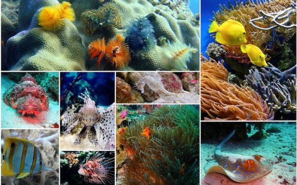 Coral - Description