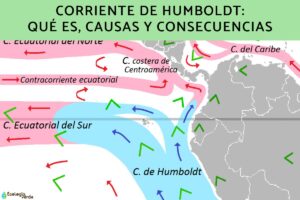 Courant de Humboldt: qu’est-ce que c’est, causes et conséquences