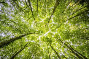 Couvert des arbres : qu’est-ce que c’est et importance